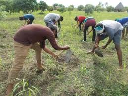 Plantation in Forest